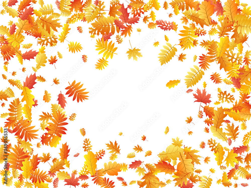 Oak, maple, wild ash rowan leaves vector, autumn foliage on white background. Oak, maple, wild ash rowan leaves vector, autumn foliage on white background.