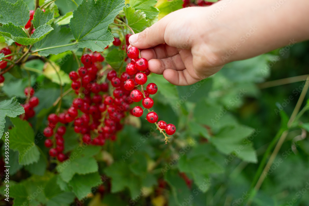 Fruiting plant of redcurrant with ripe red berries, Jonkheer van Tets cultivar in garden. Hand picking harvest