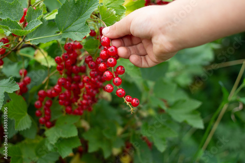 Fruiting plant of redcurrant with ripe red berries, Jonkheer van Tets cultivar in garden. Hand picking harvest photo