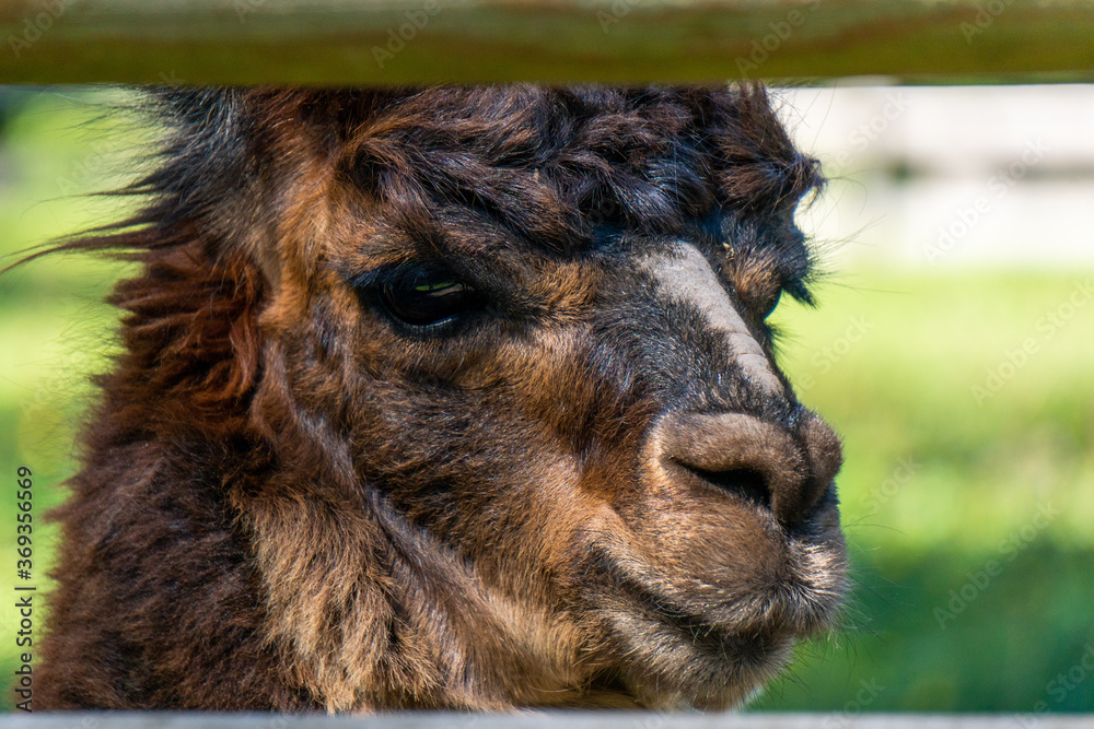 Cute brown trimmed Alpaca on the Alpaca Farm near Parnu town in South Estonia.