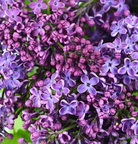Lilac flowers in the garden. 