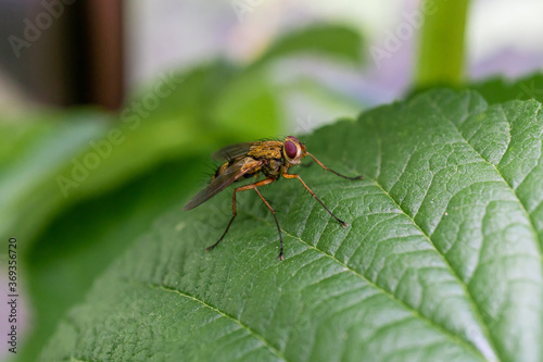 Sharp and detailed macro shot of unknown small insect on the apple tree © Anton