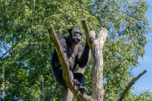 The problem of global warming. An old chimpanzee sits on top of a withered tree. People destroy the nature of the earth