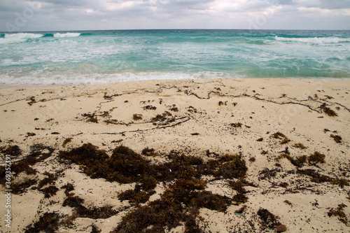 Fototapeta Naklejka Na Ścianę i Meble -  Tropical beach landscape. View of the white sand shore with sargassum seaweed and the turquoise color water ocean and sea waves in the background.