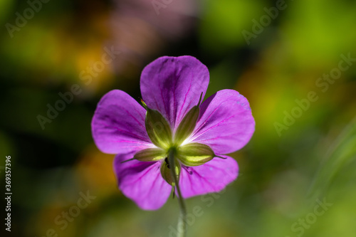 Perennial geranium, from the back of the flower.