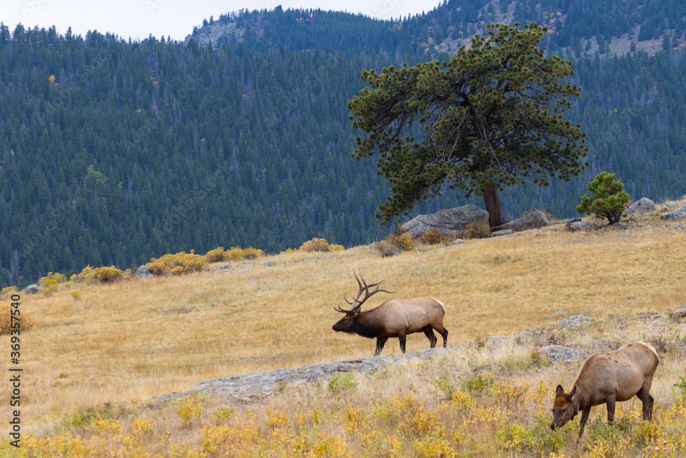 Fototapeta premium Elk Herd on a Beautiful Rocky Mountain Evening