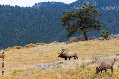 Elk Herd on a Beautiful Rocky Mountain Evening