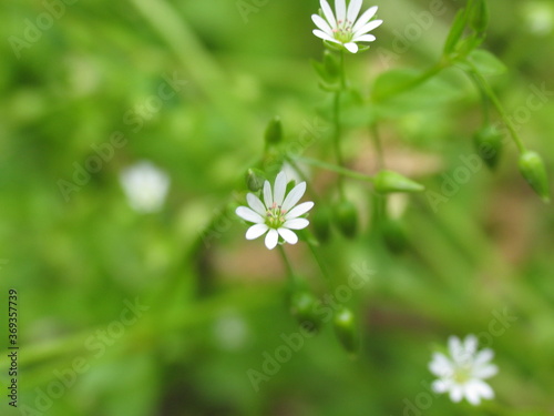  macro photo of a white flower on a green background