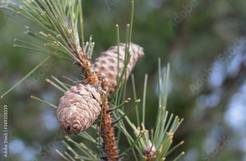 Pine cone in a Pine Tree