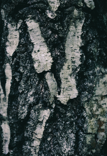 Close up of birch bark, abstract image, natural pattern.