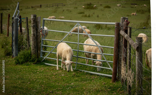 Newly shorn sheep grazing by a gate on Bredon Hill, Worcestershire Uk. In the English countryside.