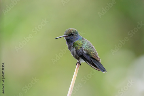 Beija flor de peito azul - (Amazilia lactea)
