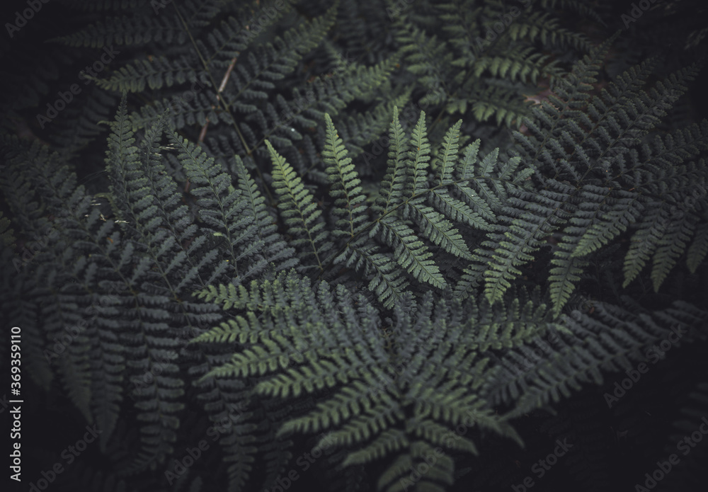 Close up of a fern / beautiful green leaves, dark moody image, abstract pattern. Covers whole screen, perfect for backgrounds. Close up of a fern / beautiful green leaves, dark moody image, abstract pattern. Covers whole screen, perfect for backgrounds.