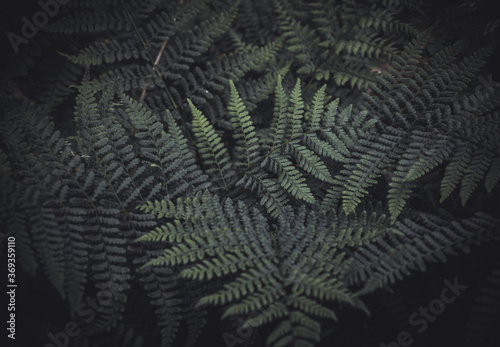 Close up of a fern / beautiful green leaves, dark moody image, abstract pattern. Covers whole screen, perfect for backgrounds.