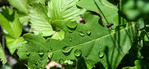 leaves of the oak tree in nature. oak leaves background.