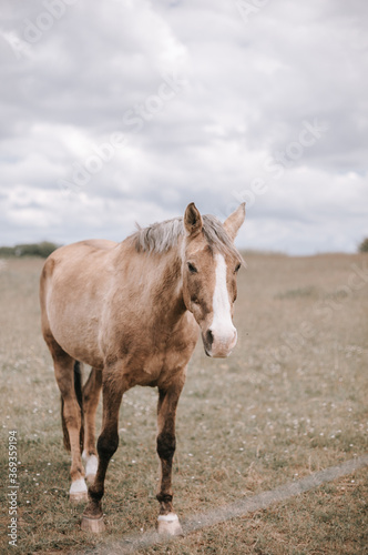 Majestic red horse runs trot towards the camera, nature background © Isak