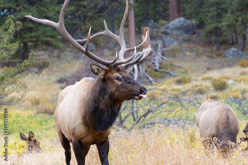 Photography Elk Herd on a Beautiful Rocky Mountain Evening