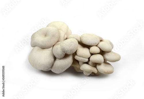 oyster mushroom isolated on white background 