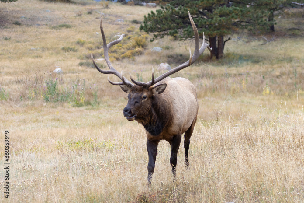 Elk Herd on a Beautiful Rocky Mountain Evening