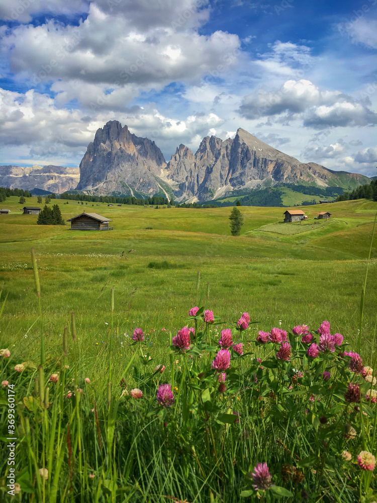 Alpe di Siusi - Seiser Alm with Sassolungo - Langkofel mountain group in front of blue sky with clouds. Pink flowers and green grass hills during summer in ski resort, Dolomites, Italy