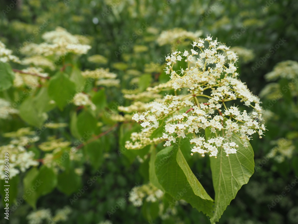 Sambucus nigra (elder berry) at The Dendrological Garden in Przelewice (Poland) Sambucus nigra (elder berry) at The Dendrological Garden in Przelewice (Poland)