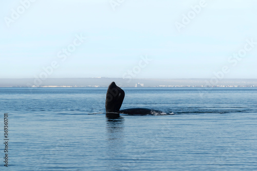 WHALES IN PUERTO MADRYN, PATAGONIA ARGENTINA