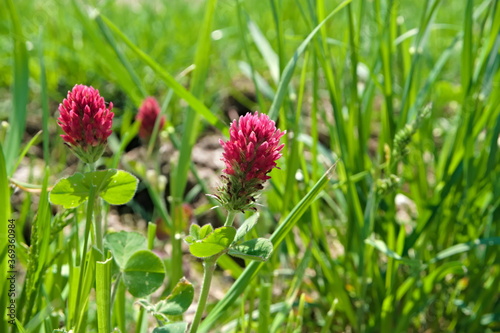 Red flower known as crimson clover, growing in between the grass on a warm day of spring, scientific name Trifolium incarnatum photo