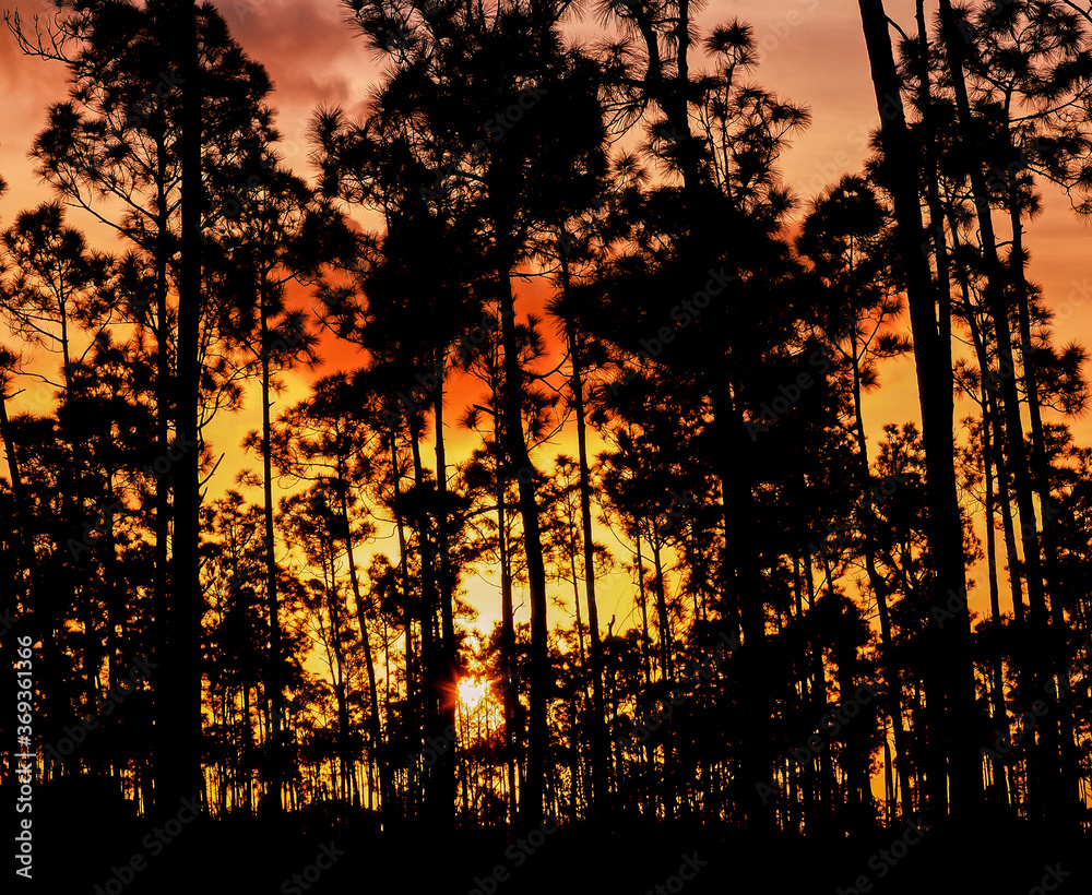 Trees silhouetted against an orange sunet sky in the Everglades National Park in southern Florida in the United States Trees silhouetted against an orange sunet sky in the Everglades National Park in southern Florida in the United States