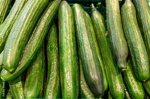 Freshly harvested small and big green Cucumbers in boxes on farmers market shelves close-up.