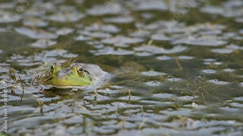 Green bullfrog sitting in shallow pond water.