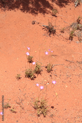 Beautiful violet flowers ans vegetation in the desert of Uluru, in the australian bush,  Ayers rock at Uluru-Kata Tjuta National Park, Northern Territory, Australia.