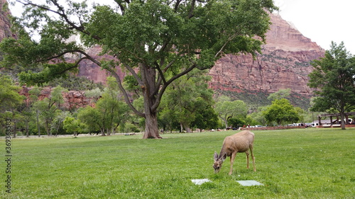 Zion National Park Utah US photo