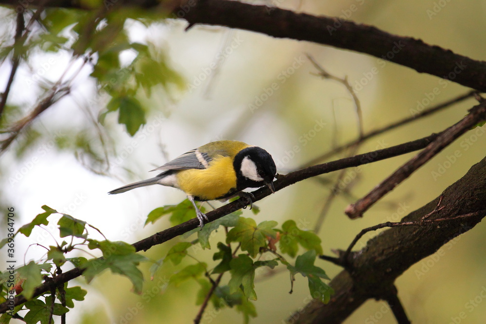 Naklejka premium Great tit on branch