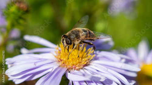 bee on a flower