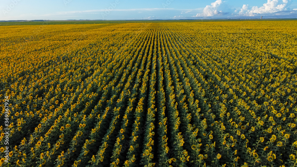 View from above. Beautiful sunflower field during sunset. Russian field with sunflowers View from above. Beautiful sunflower field during sunset. Russian field with sunflowers