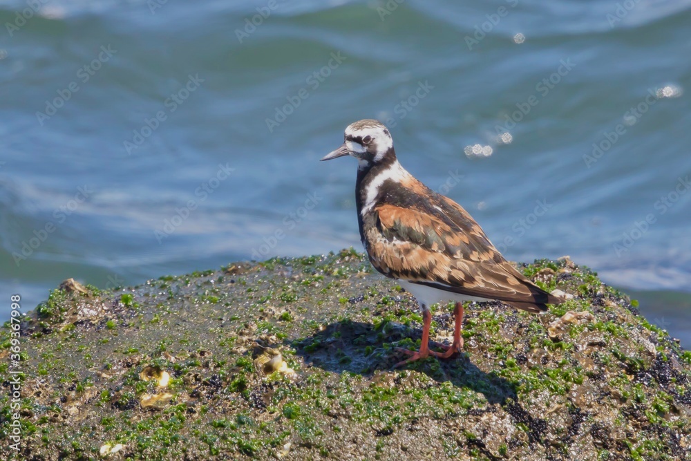 Obraz premium キョウジョシギ