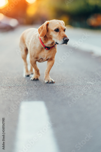 Fototapeta Naklejka Na Ścianę i Meble -  Dog walking alone at the middle of the road
