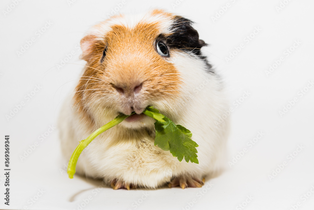 Cochon d'inde et céleri 