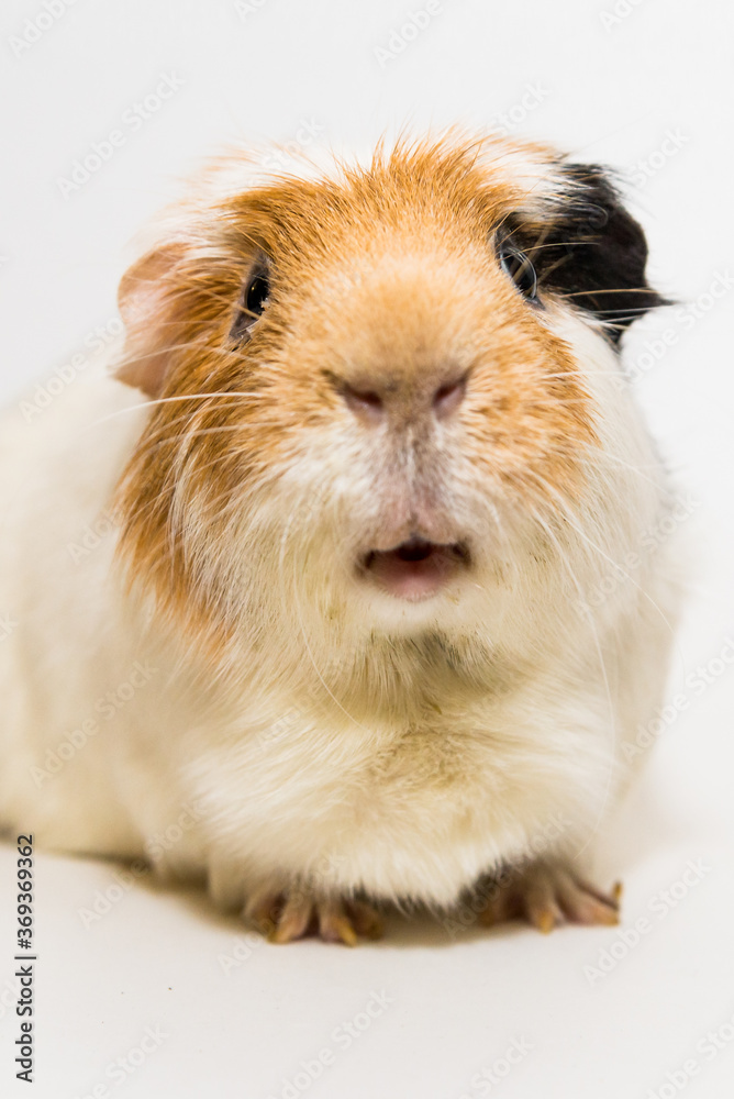 Fototapeta premium Cochon d'inde mignon