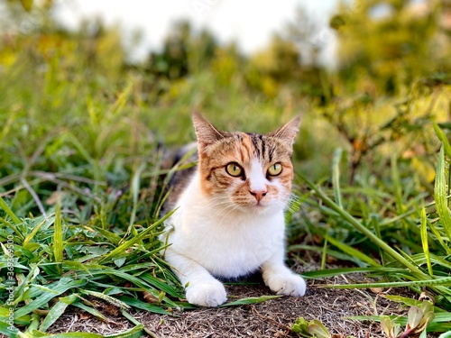 cat in the grass