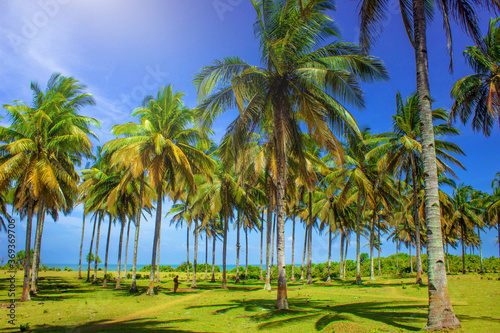 beauty sunday moment in palm at beach north bengkulu, indonesia