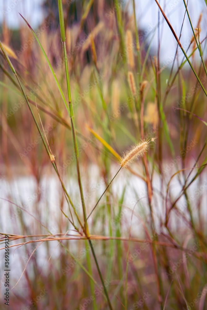 Closeup of wild field of grass in Malaysia. Closeup of wild field of grass in Malaysia.