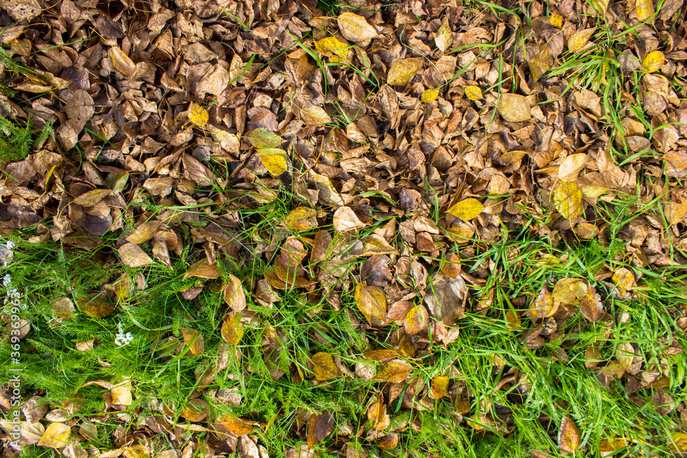 Autumn background with green grass and yellow leaves. Autumn background with green grass and yellow leaves.
