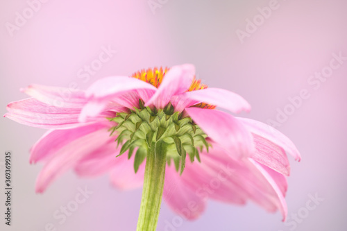 Coneflower Underside Perspective