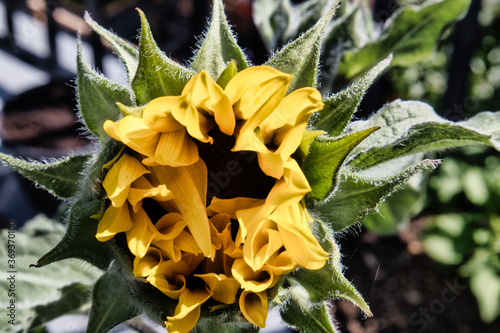 Yellow Sunflower Opening