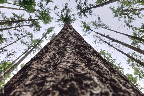 Low View of Forest Trees