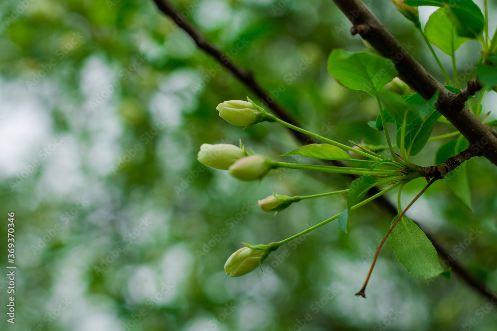 Apple buds on a background of green leaves. Apple buds on a background of green leaves.