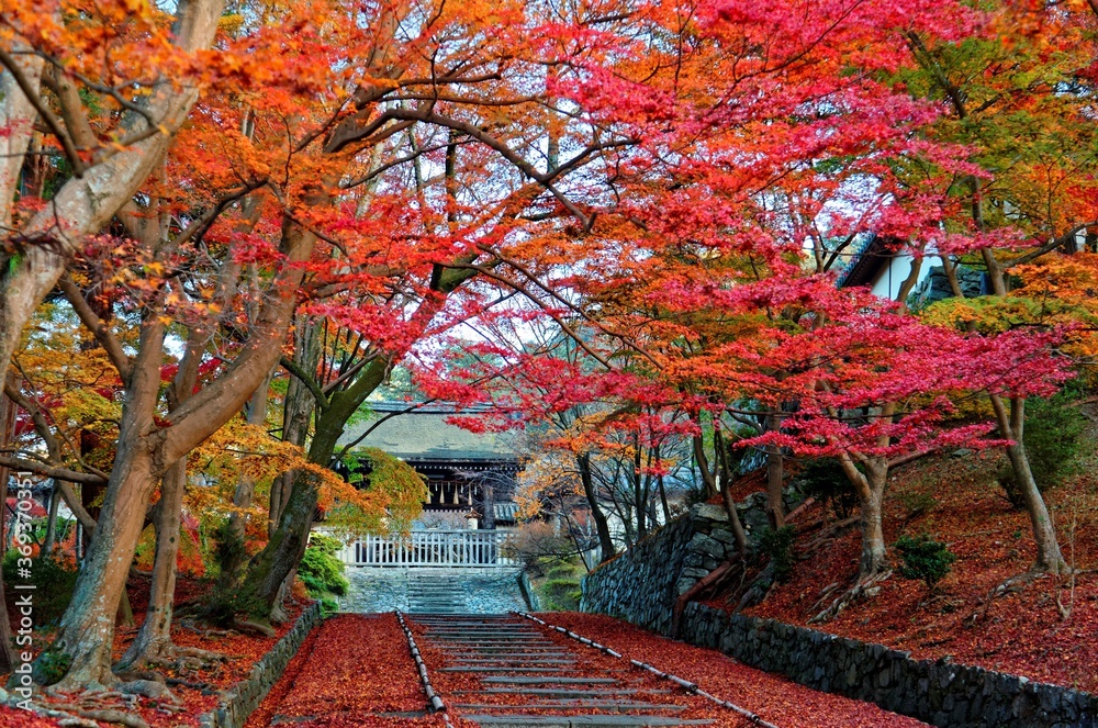 Scenery of fiery maple trees at entrance (Sandou) to a famous Buddhist temple with colorful foliage by the stairway & red fallen leaves covering the steps in Bishamon Hall (Bishamondo), Kyoto, Japan
