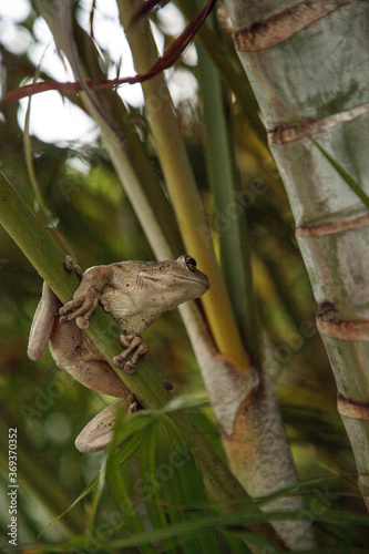 Cuban Tree Frog Osteopilus septentrionalis hangs on an areca palm photo