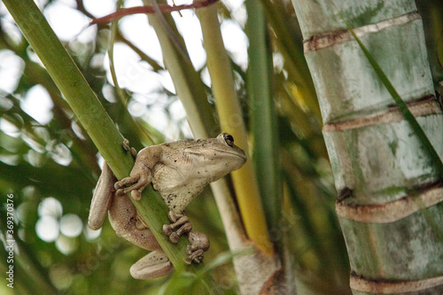 Cuban Tree Frog Osteopilus septentrionalis hangs on an areca palm photo